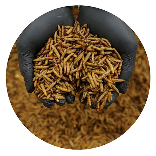 Larva Kering (Dried Larva)
